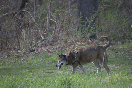 20250422_Dog Park and Birds__DSC0519_.jpg