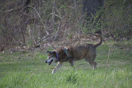 20250422_Dog Park and Birds__DSC0520_.jpg