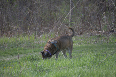 20250422_Dog Park and Birds__DSC0521_.jpg