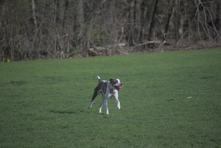 20250422_Dog Park and Birds__DSC0526_.jpg