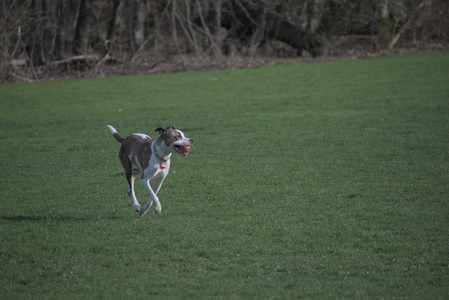 20250422_Dog Park and Birds__DSC0529_.jpg