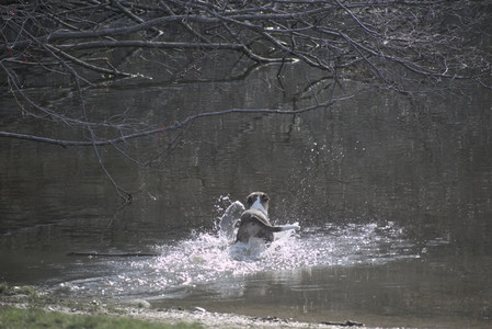 20250422_Dog Park and Birds__DSC0541_.jpg