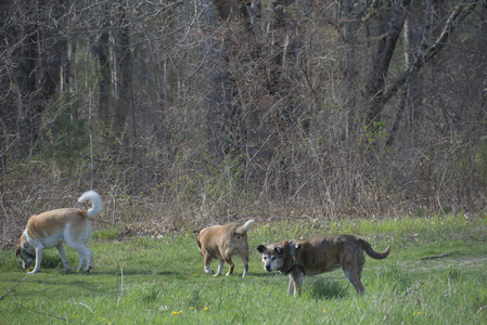 20250422_Dog Park and Birds__DSC0550_.jpg
