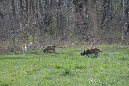 20250422_Dog Park and Birds__DSC0552_.jpg