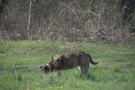 20250422_Dog Park and Birds__DSC0553_.jpg