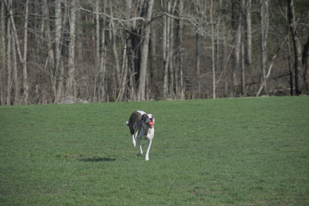 20250422_Dog Park and Birds__DSC0589_.jpg