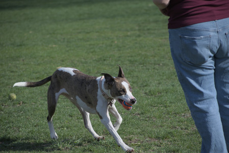 20250422_Dog Park and Birds__DSC0596_.jpg