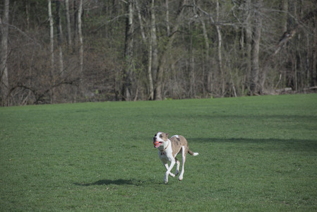 20250422_Dog Park and Birds__DSC0601_.jpg