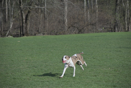 20250422_Dog Park and Birds__DSC0603_.jpg