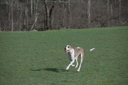 20250422_Dog Park and Birds__DSC0604_.jpg