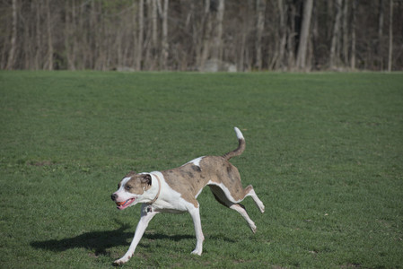 20250422_Dog Park and Birds__DSC0610_.jpg