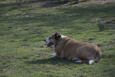 20250422_Dog Park and Birds__DSC0613_.jpg