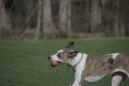 20250422_Dog Park and Birds__DSC0615_.jpg