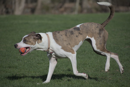 20250422_Dog Park and Birds__DSC0616_.jpg