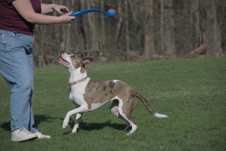 20250422_Dog Park and Birds__DSC0618_.jpg