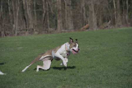 20250422_Dog Park and Birds__DSC0620_.jpg