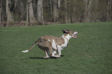 20250422_Dog Park and Birds__DSC0622_.jpg