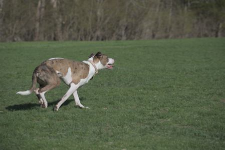 20250422_Dog Park and Birds__DSC0623_.jpg