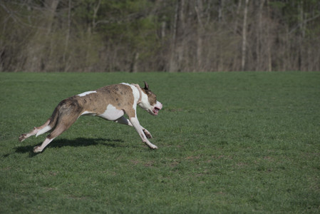 20250422_Dog Park and Birds__DSC0624_.jpg