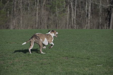 20250422_Dog Park and Birds__DSC0625_.jpg