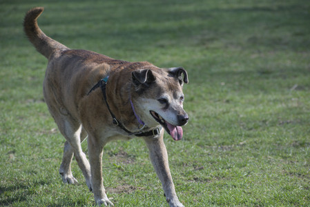 20250422_Dog Park and Birds__DSC0630_.jpg