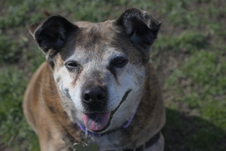 20250422_Dog Park and Birds__DSC0633_.jpg