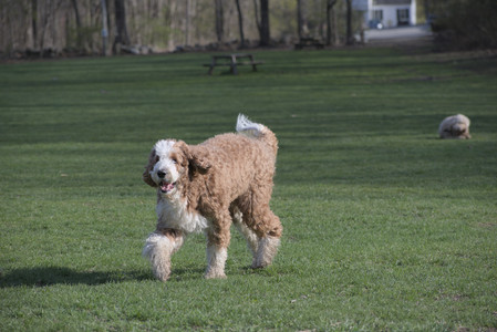 20250422_Dog Park and Birds__DSC0645_.jpg