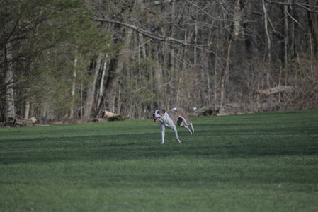 20250422_Dog Park and Birds__DSC0685_.jpg