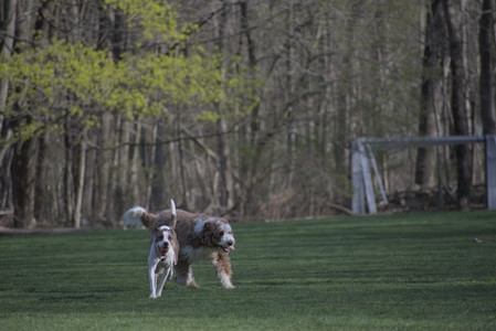 20250422_Dog Park and Birds__DSC0693_.jpg