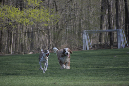 20250422_Dog Park and Birds__DSC0696_.jpg