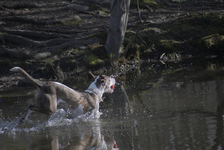 20250422_Dog Park and Birds__DSC0705_.jpg