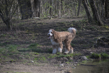 20250422_Dog Park and Birds__DSC0714_.jpg