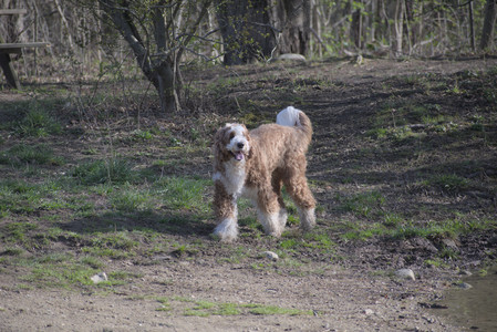 20250422_Dog Park and Birds__DSC0716_.jpg