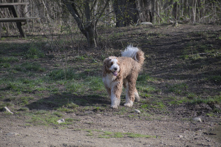 20250422_Dog Park and Birds__DSC0718_.jpg