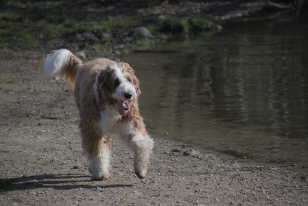 20250422_Dog Park and Birds__DSC0721_.jpg