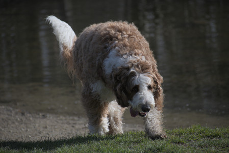 20250422_Dog Park and Birds__DSC0729_.jpg