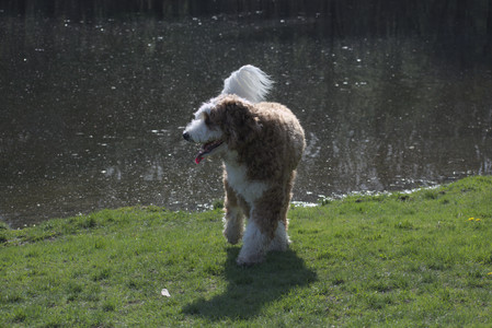 20250422_Dog Park and Birds__DSC0735_.jpg