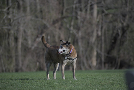 20250422_Dog Park and Birds__DSC0739_.jpg