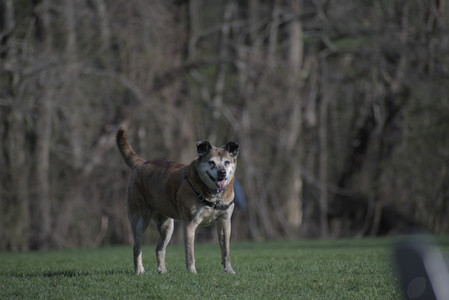 20250422_Dog Park and Birds__DSC0740_.jpg