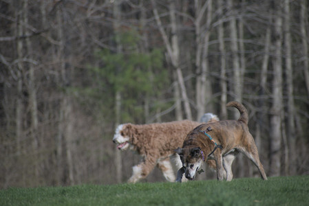 20250422_Dog Park and Birds__DSC0742_.jpg