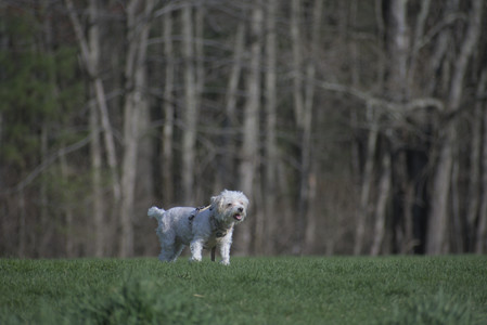 20250422_Dog Park and Birds__DSC0752_.jpg