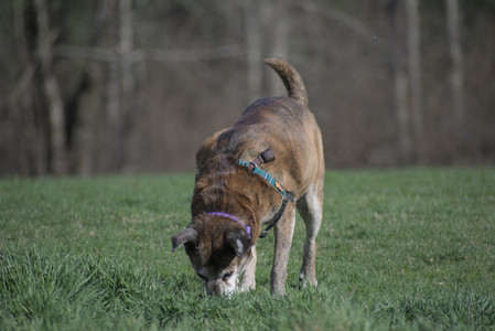 20250422_Dog Park and Birds__DSC0756_.jpg