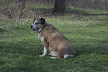 20250422_Dog Park and Birds__DSC0771_.jpg