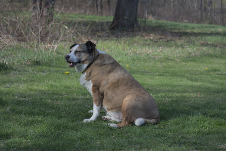 20250422_Dog Park and Birds__DSC0772_.jpg