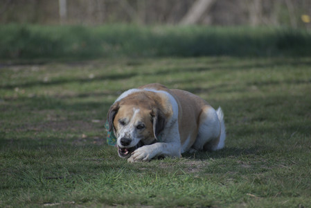 20250422_Dog Park and Birds__DSC0777_.jpg