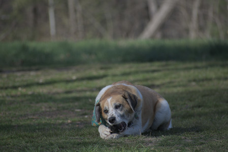 20250422_Dog Park and Birds__DSC0781_.jpg