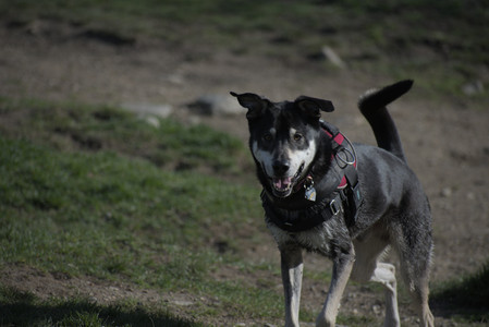 20250422_Dog Park and Birds__DSC0785_.jpg