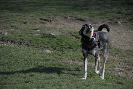 20250422_Dog Park and Birds__DSC0786_.jpg