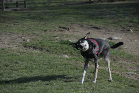 20250422_Dog Park and Birds__DSC0787_.jpg
