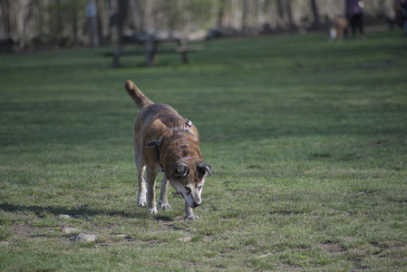20250422_Dog Park and Birds__DSC0798_.jpg